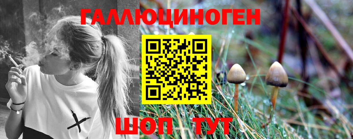 Междуреченск  Псилоцибиновые грибы Psilocybe  Вход с VPN 